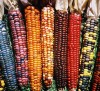 Corn Montana